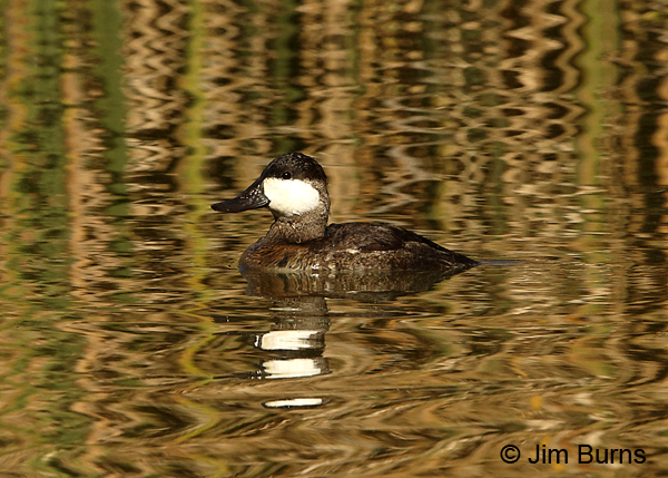 Ruddy Duck male in reed ripples