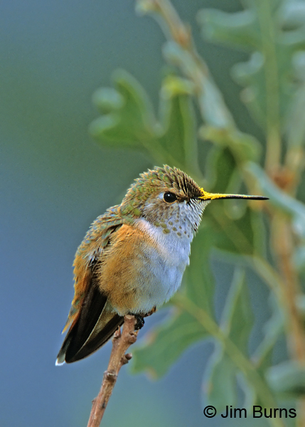 Rufous Hummingbird female