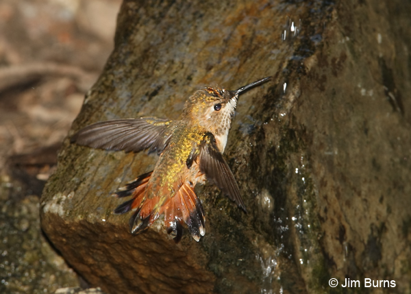 Rufous Hummingbird immature bathing