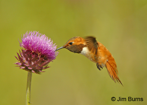 A bright male Rufous Hummingbird feeds at a late thistle along Queen Creek.