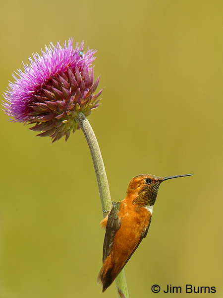 Rufous Hummingbird on thistle