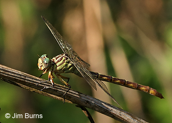 Russet-tipped Clubtail female, Cook Co., IL, September 2017