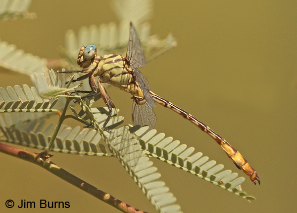 Russet-tipped Clubtail male, Maricopa Co., AZ, September 2013