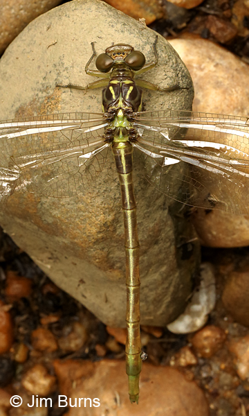 Russet-tipped Clubtail teneral female dorsal view, Charles City Co., VA, June 2017