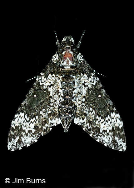 Rustic Sphinx Moth, Arizona