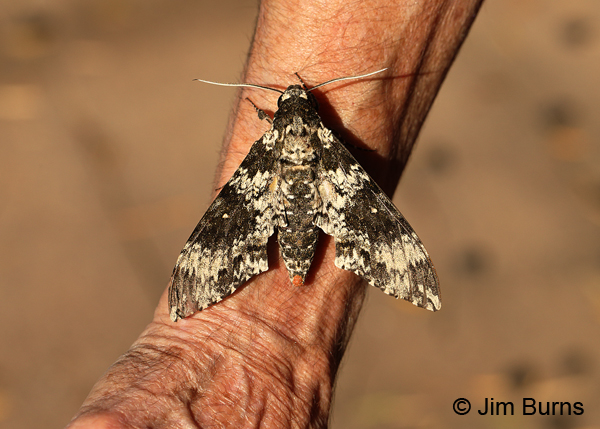 Rustic Sphinx Moth, this is not a tatoo, Arizona