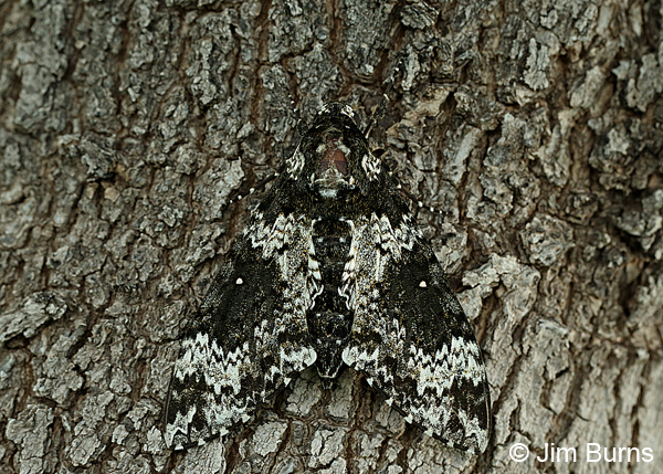 Rustic Sphinx Moth camouflage, Arizona