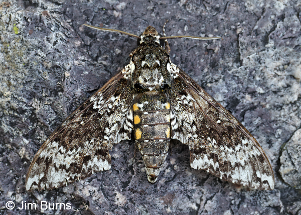 Rustic Sphinx Moth wingspread, Arizona