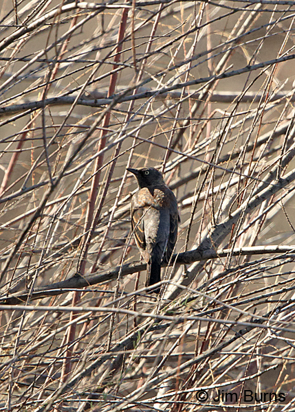 Rusty Blackbird winter female dorsal view