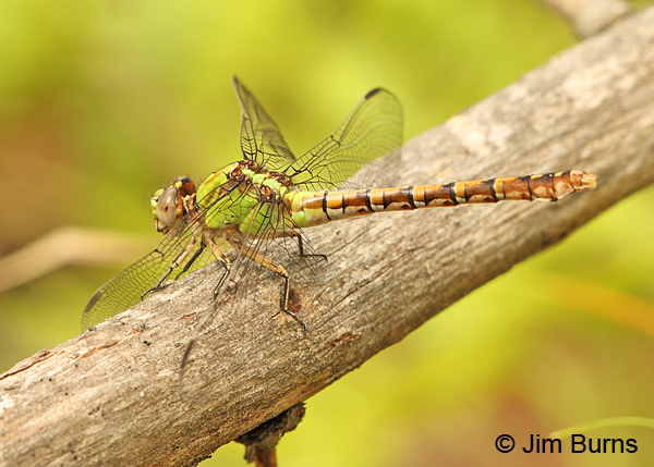 Rusty Snaketail female, Chisago Co., MN, June 2014