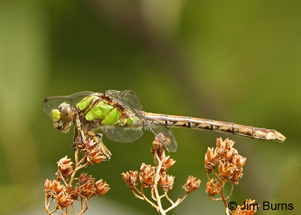 Rusty Snaketail female, Coos Co., NH, July 2014