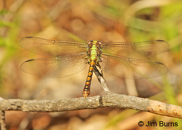 Rusty Snaketail female dorsal view, Vilas Co., WI, June 2014