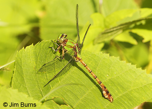 Rusty Snaketail male, Chisago Co., MN, June 2014