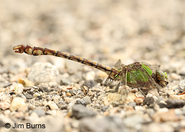 Rusty Snaketail male, Coos Co., NH, July 2014