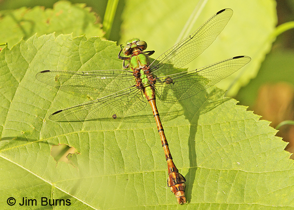 Rusty Snaketail male dorsal view, Chisago Co., MN, June 2014