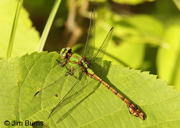 Rusty Snaketail male dorsolateral view, Chisago Co., MN, June 2014