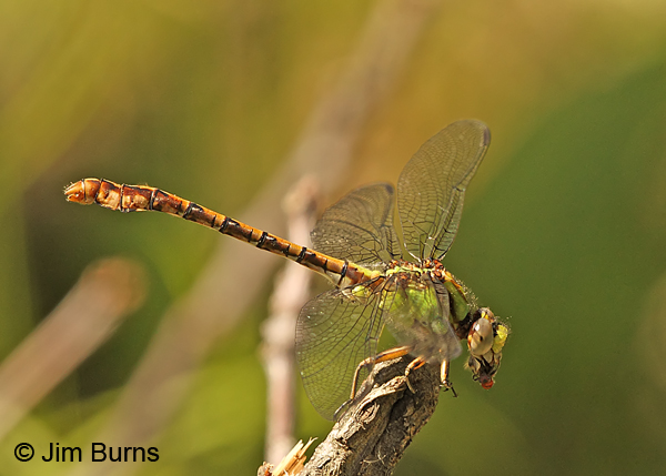 Rusty Snaketail male eating fly, Vilas Co., WI, June 2014