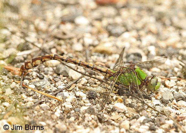 Rusty Snaketail male picking up stick with claspers, Coos Co., NH, July 2014