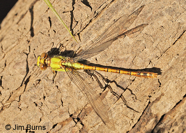 Rusty Snaketail teneral female, Rusk Co., WI, June 2014