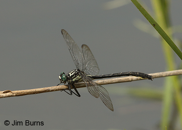 Sable Clubtail male, Huntingdon Co., PA, June 2015