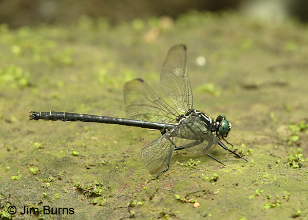 Sable Clubtail male #2, Huntingdon Co., PA, June 2015