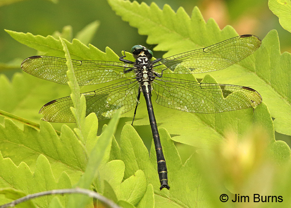 Sable Clubtail male dorsal view, Huntingdon Co., PA, June 2015