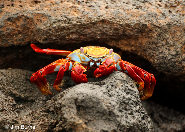 Sally Lightfoot Crab adult orange variant