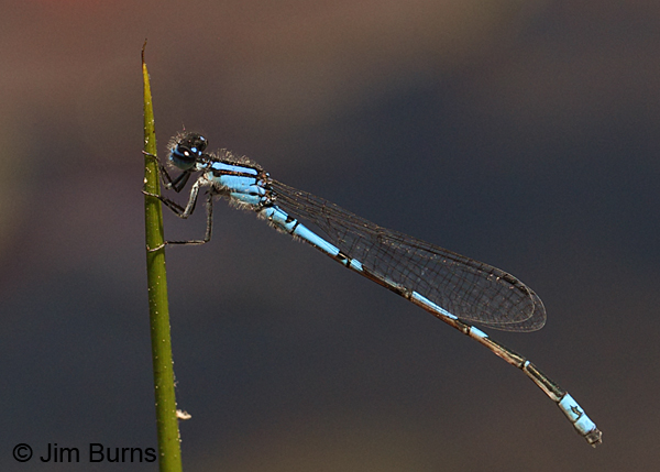 Sandhill Bluet male, Chesterfield Co., SC, May 2014