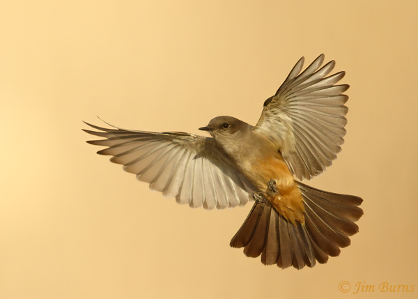 Say's Phoebe in flight ventral view--0309