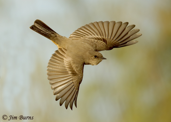 Say's Phoebe in flight dorsal view--9980