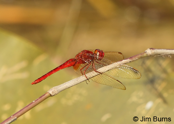 Scarlet Skimmer male, Monroe Co., FL, December 2012