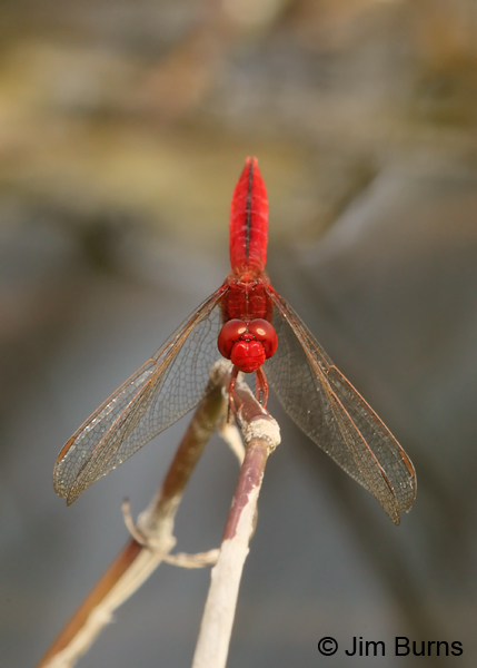 Scarlet Skimmer male dorsal view, Monroe Co., FL, December 2012