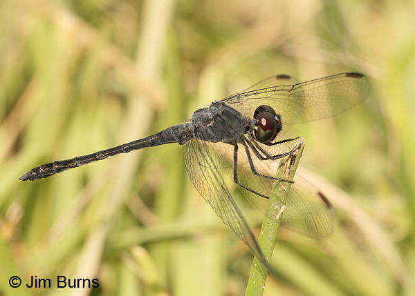 Seaside Dragonlet male in grass, Cameron Co., TX, October 2013
