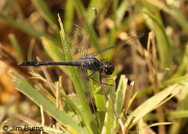 Seaside Dragonlet male placing fore legs behind head, Cameron Co., TX, October 2013
