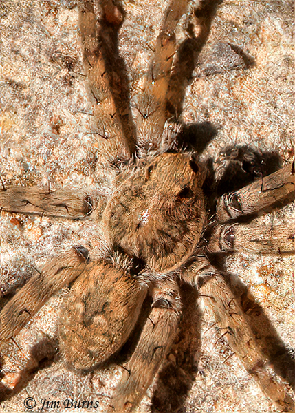 Shoreline Wolf Spider, dorsal close-up showing configuration of posterior median and lateral eyes--0072