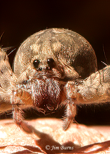Shoreline Wolf Spider, facial close-up showing configuration of the posterior median and anterior eyes--0076