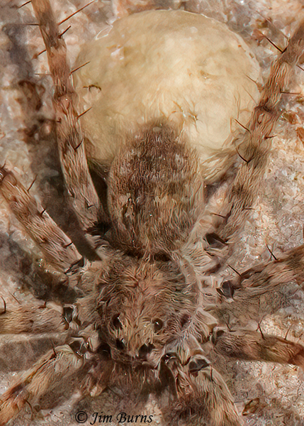 Shoreline Wolf Spider female with egg sac close-up, Arizona--8838--3
