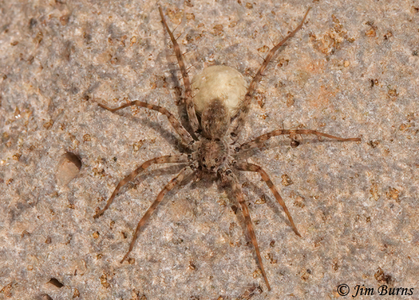 Shoreline Wolf Spider female with egg sac, Arizona--8838