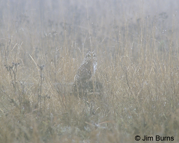 Short-eared Owl field and fog