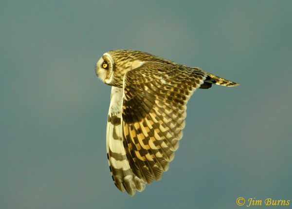 Short-eared Owl wing clap--4391