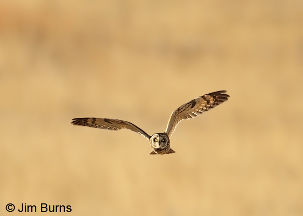 Short-eared Owl coursing at sunset