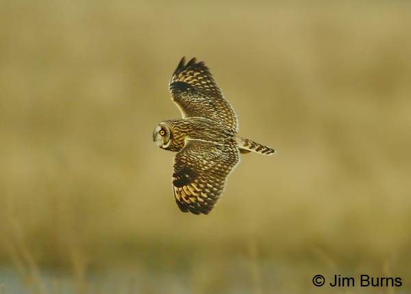 Short-eared Owl in flight dorsal view