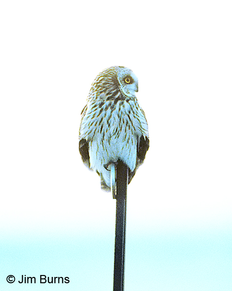 Short-eared Owl on highway reflector