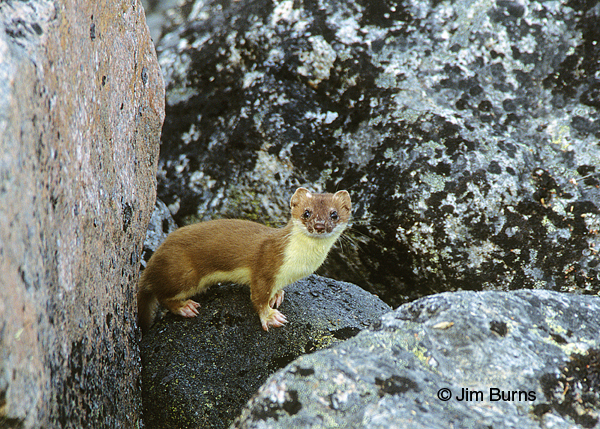 Short-tailed Weasel summer