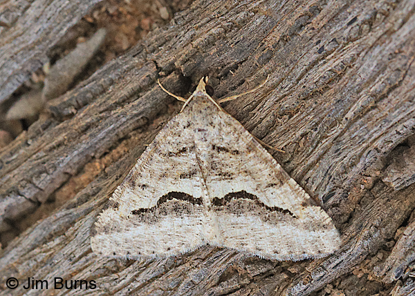 Signate Looper Moth, Arizona