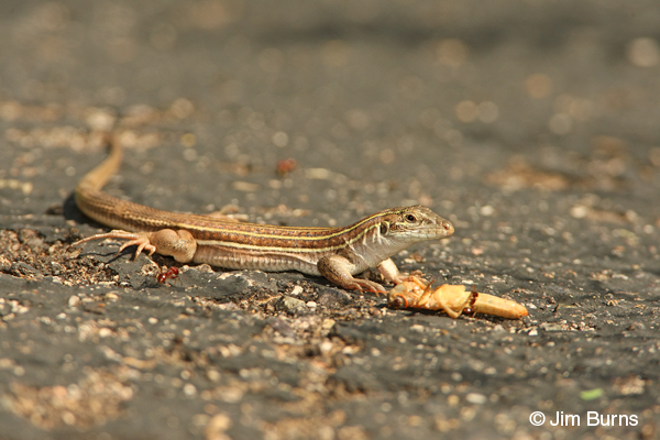 Sonoran Spotted Whiptail with grasshopper