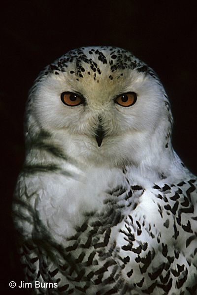 Snowy Owl head shot