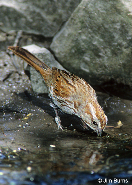 Song Sparrow with leg band