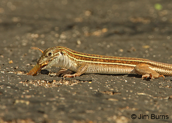 Sonoran Spotted Whiptail with grasshopper