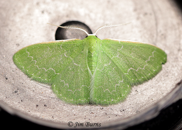 Southern Emerald Moth, Arizona--5926